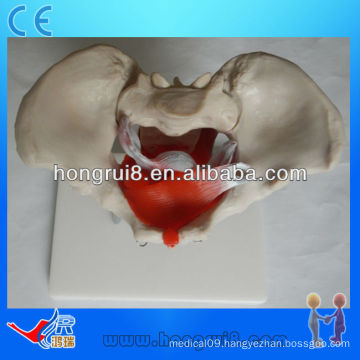 ISO Female pelvic model with pelvic muscles and pelvic organs, Pelvic anatomy model